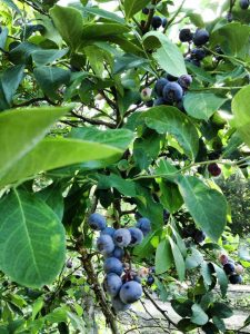 Blueberry Hill in Haughton Louisiana, Bossier Parish