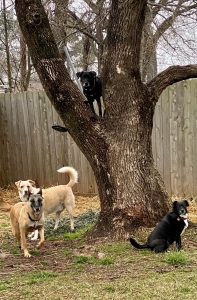 Bossier's HIP to the 'Animal' Rescue