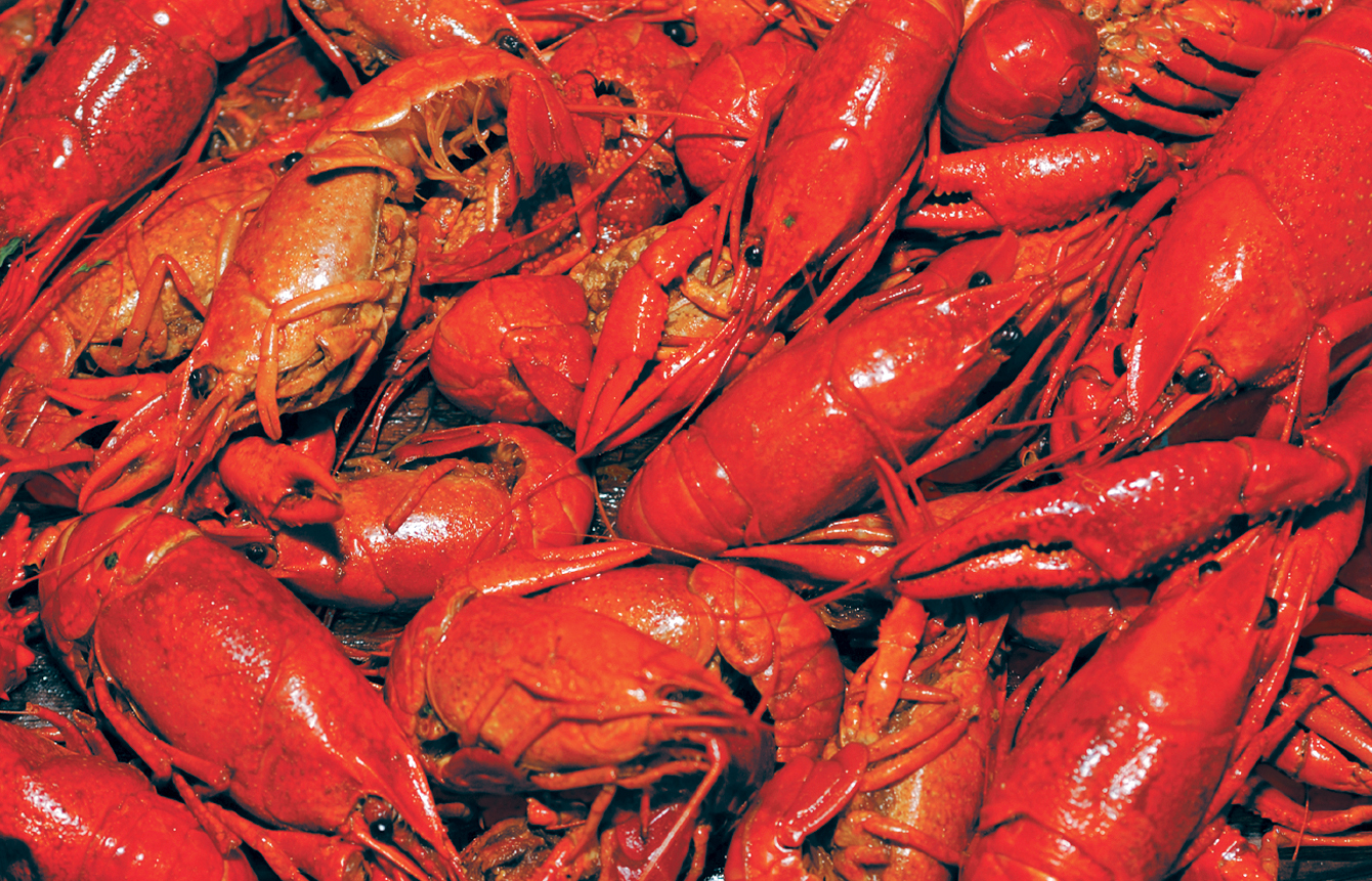 crawfish