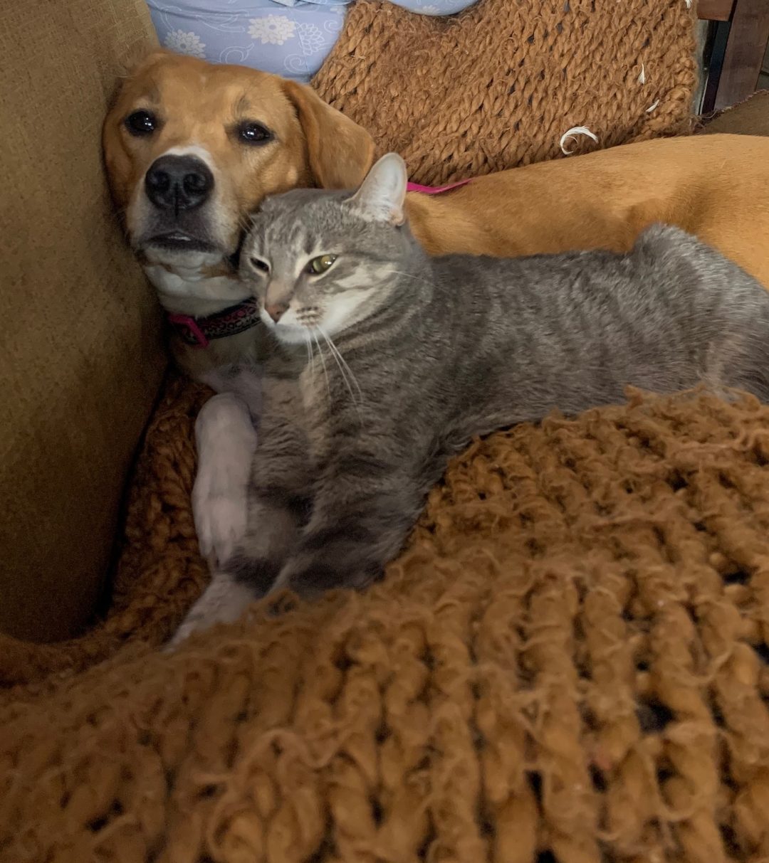 Bossier's HIP to the 'Animal' Rescue